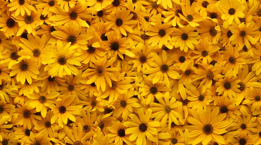 Sunflowers for Featured Image